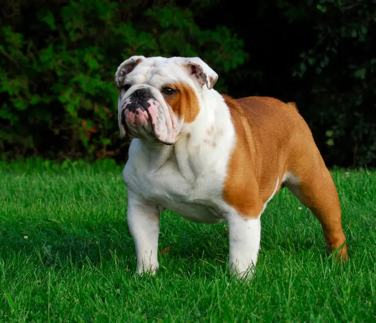 Tudo sobre a raça Bulldog Inglês